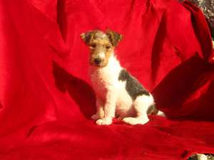 vand catel fox terrier sarmos