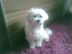 BICHON MALTEZ MINI