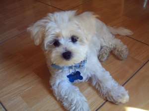 BICHON MALTEZ MINI