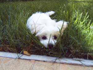 BICHON MALTEZ MINI