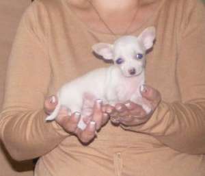 Ofer spre vanzare catei Chihuahua mini