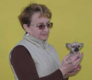 Ofer spre vanzare catei Chihuahua mini