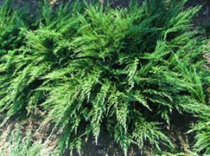 Pepiniera arbusti tuia,    plante ornamentale