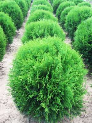 Pepiniera arbusti tuia,    plante ornamentale