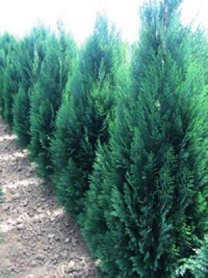 Pepiniera arbusti tuia,    plante ornamentale
