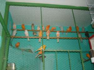 Vand canari de culoare