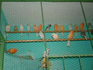 Vand canari de culoare