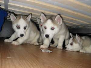 Pui Husky Siberian