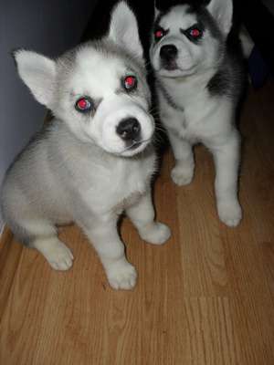 Pui Husky Siberian
