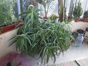 Aloe Vera