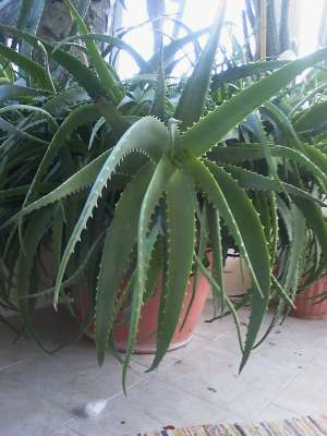 Aloe Vera