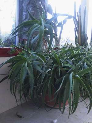 Aloe Vera
