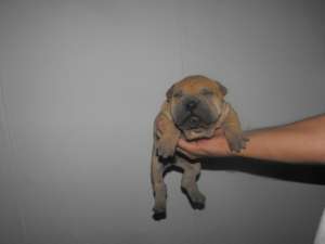 SHAR PEI