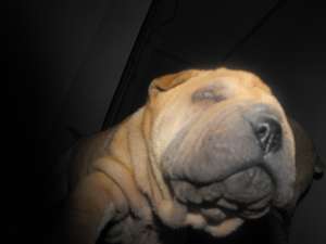 SHAR PEI