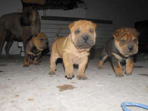 SHAR PEI