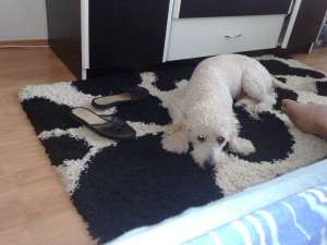 mascul caniche alb 4ani. caut femela pentru monta fara obligatii.