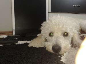 mascul caniche alb 4ani. caut femela pentru monta fara obligatii.