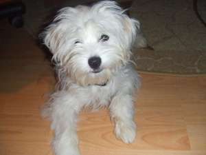 Vand caine rasa bichon