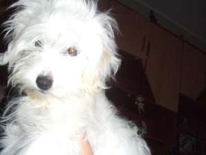Vand caine rasa bichon