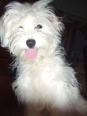 Vand caine rasa bichon