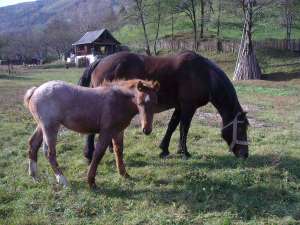Vand iapa semigrea si/sau manza