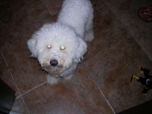 dau baiat caniche mediu alb pentru monta