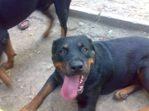 vand pui de rottweiler