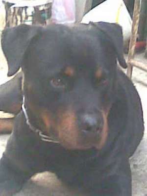 vand pui de rottweiler