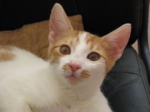 Betty,   pisicuta delicata
