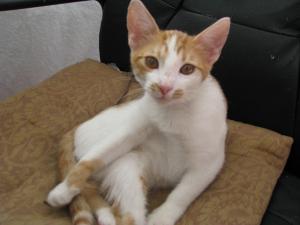 Betty,   pisicuta delicata