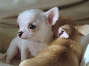 Chihuahua Calitate