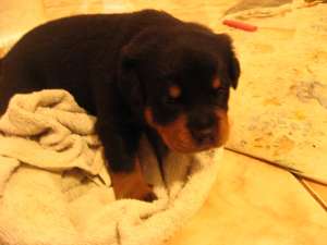 Vand Rottweiler