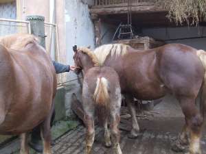 Vand urgent