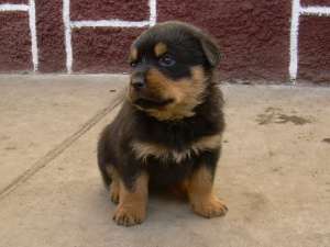 Vand pui Rottweiler