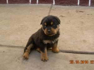 Vand pui Rottweiler