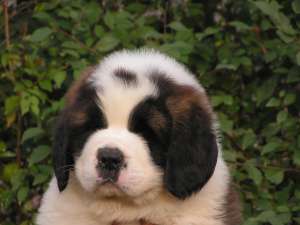 Pui saint bernard