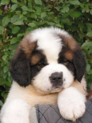 Pui saint bernard