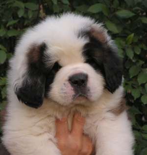 Pui saint bernard