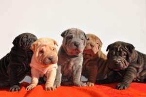 VAND PUI SHAR PEI CULORI DIVERSE