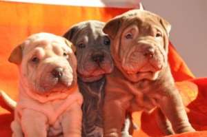 VAND PUI SHAR PEI CULORI DIVERSE