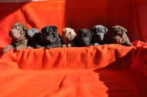 VAND PUI SHAR PEI CULORI DIVERSE