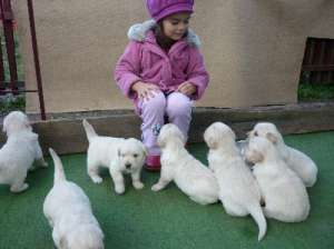 vand golden retriever