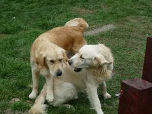 vand golden retriever