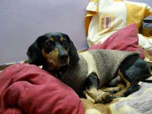 Teckel adult spre adoptie