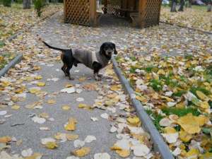 Teckel adult spre adoptie