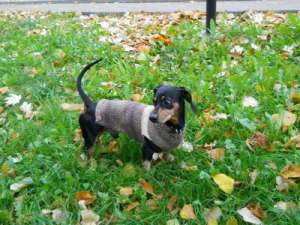 Teckel adult spre adoptie