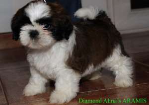 Vand puiuti rasa shih-tzu