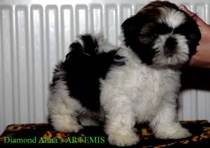 Vand puiuti rasa shih-tzu