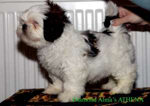 Vand puiuti rasa shih-tzu