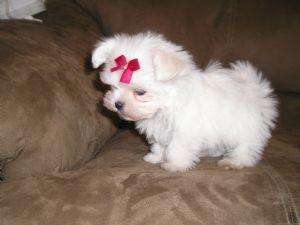 a ridicat puppies malteze a da drumul